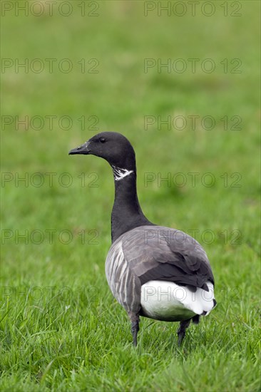 Brent goose