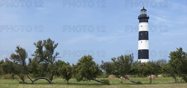 The lighthouse phare de Chassiron and windswept trees bent by coastal northern winds on the island Ile dOleron