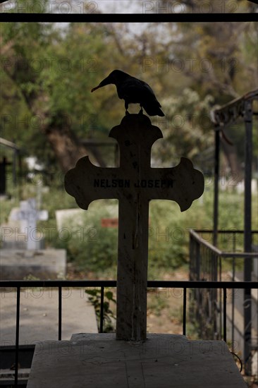 Silhouette of a crow perched on a cross at the Indian Christian Cemetery