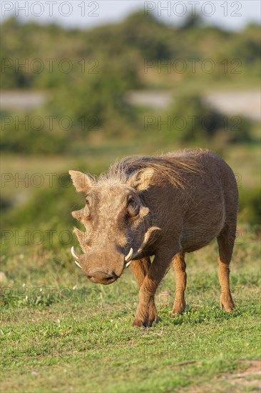 Common warthog