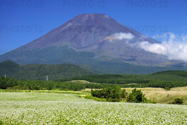 Mount Fuji and buckwheat field Shizuoka Japan Asia