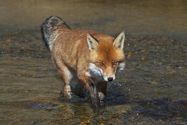 Red fox