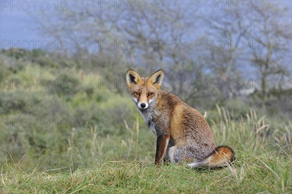 Red fox