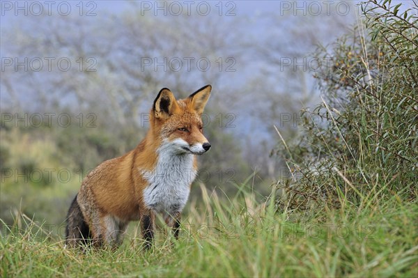 Red fox