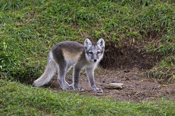 Arctic fox