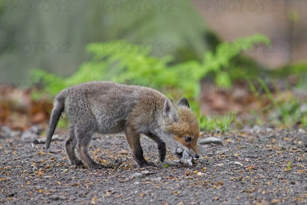 Young red fox