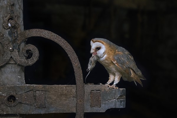 Common barn owl