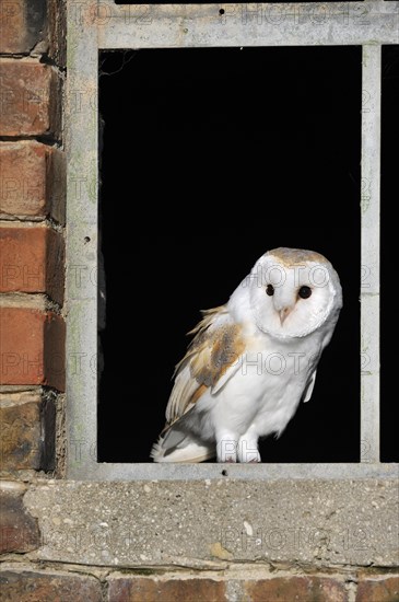 Barn owl