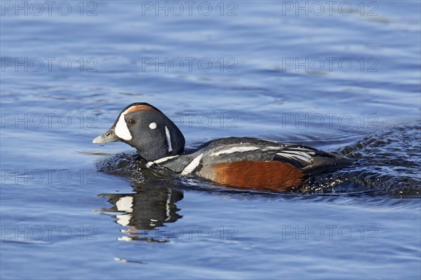 Harlequin duck