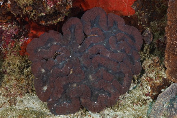 False brain coral