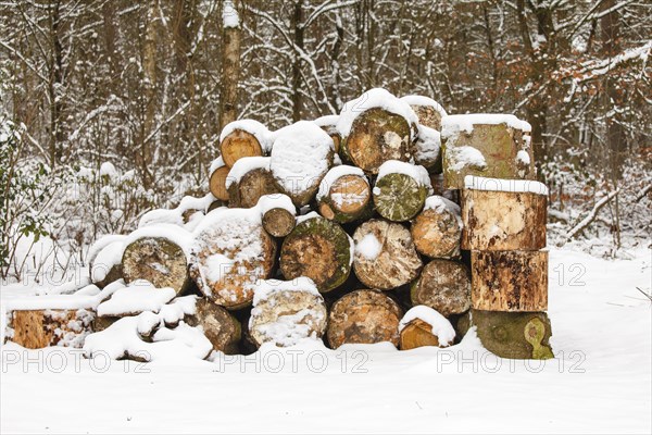 Firewood at the edge of the forest