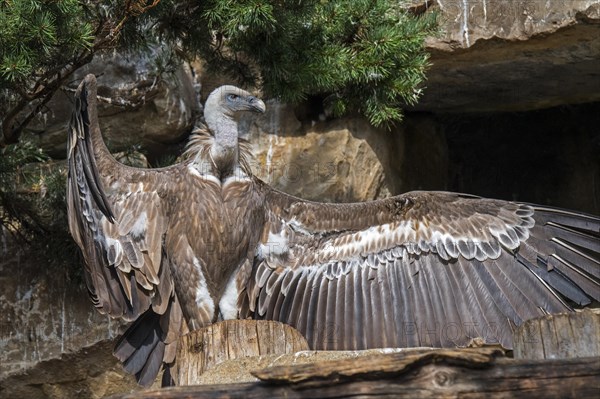 Sunbathing griffon vulture