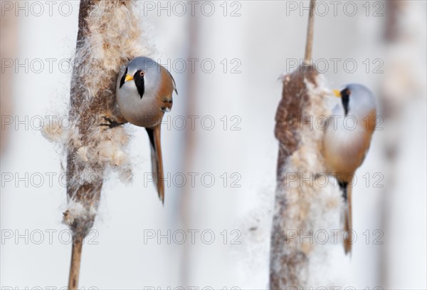 Two Bearded Reedlings