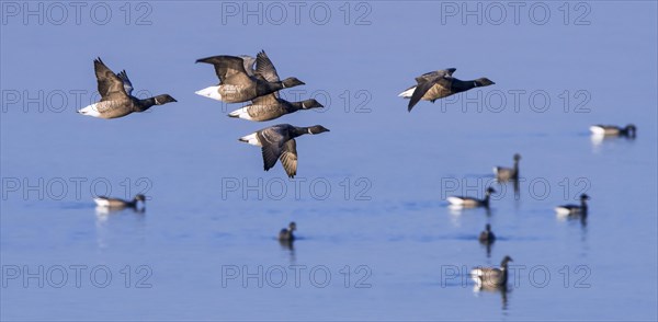 Brant goose