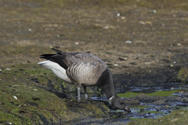 Brent Goose