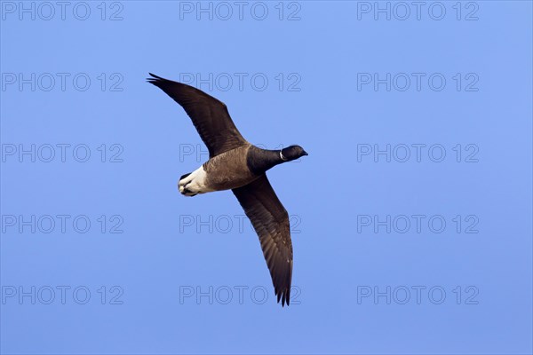 Brent goose