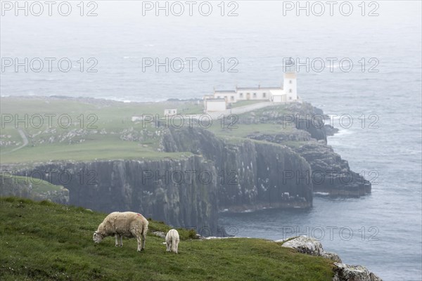 Sheep with lamb grazing on clifftop and Neist Point Lighthouse in the mist on the Isle of Skye