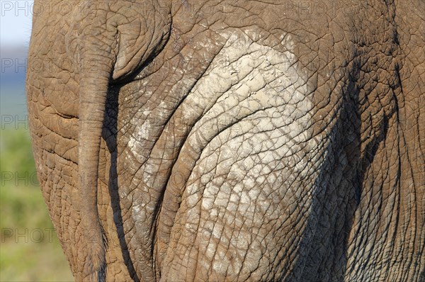 African bush elephant