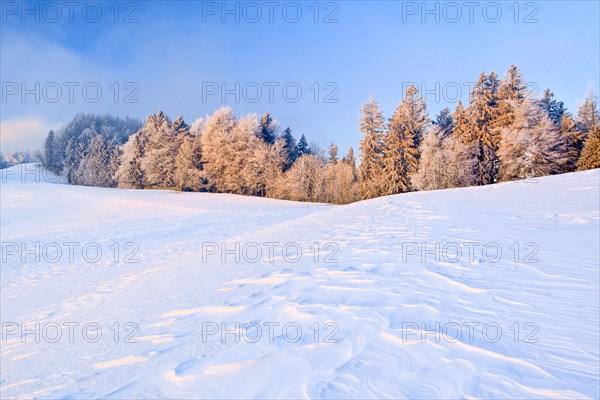 Icy morning at sunrise with view over wind-blown snow to trees covered with hoarfrost at the edge of the forest in the background