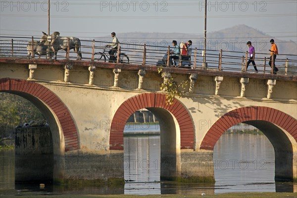 Traffic and cows on bridge crossing the Ahar River at Udaipur