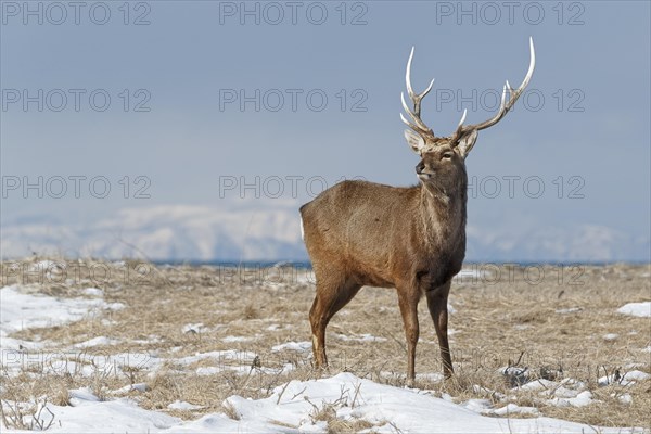 Sika deer