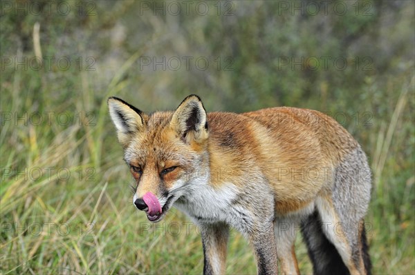 Red fox