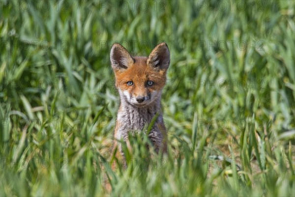 Young red fox