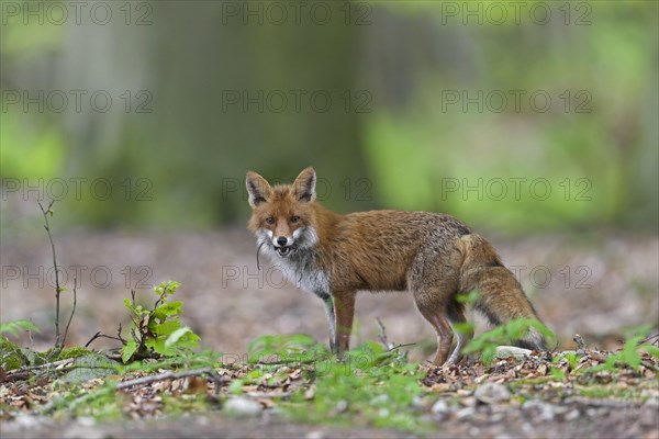 Hunting red fox