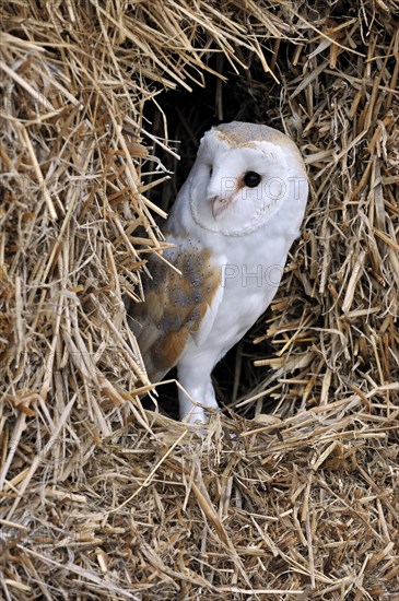 Barn owl