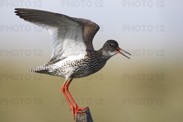 Common Redshank