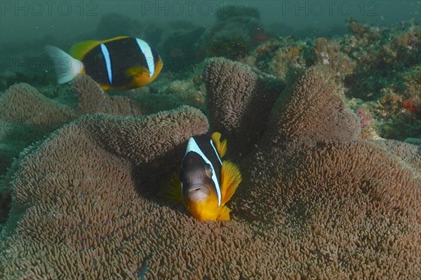 A pair of Allard's anemonefish