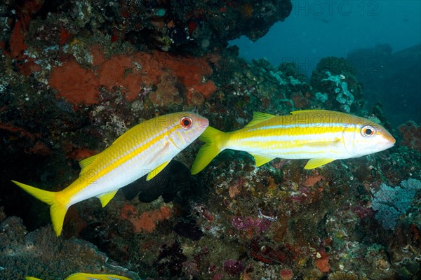 Two specimens of yellowfin barb