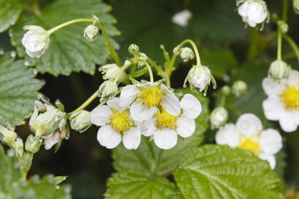 Strawberry blossoms with water drops