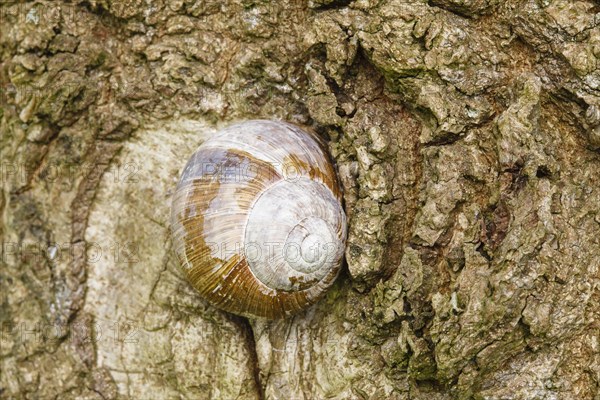 Burgundy snail