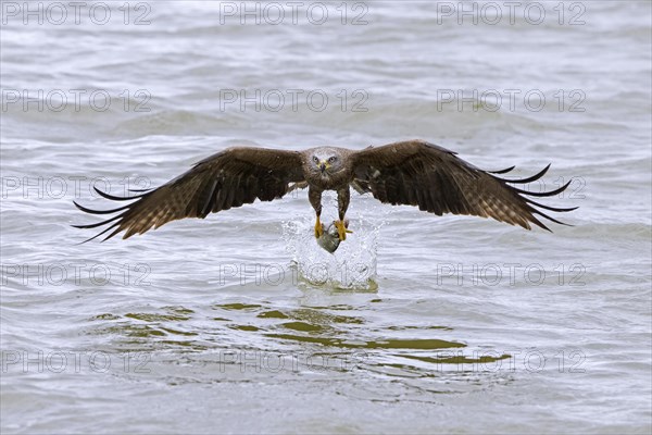 Black kite