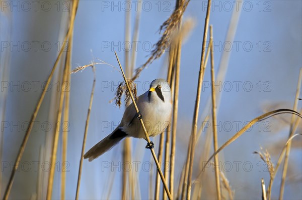 Bearded Reedling