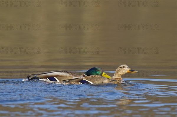 Mallard