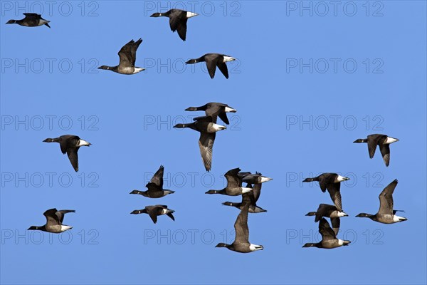 Brent geese