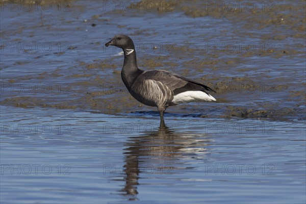 Brant goose