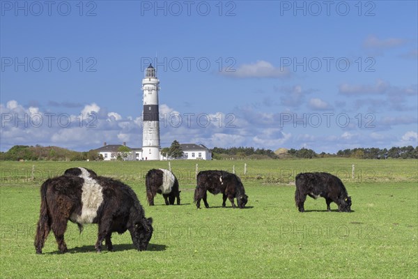 Belted Galloways and the Kampen Lighthouse on the North Frisian island of Sylt