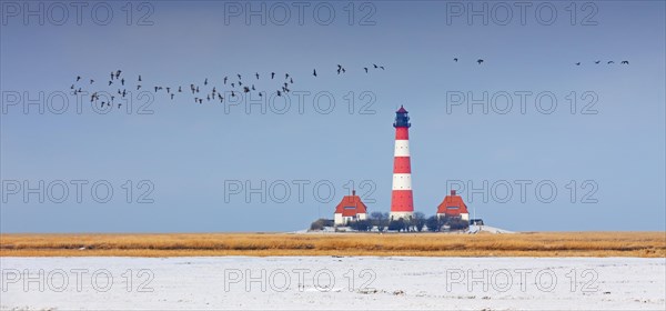 Flock of barnacle geese