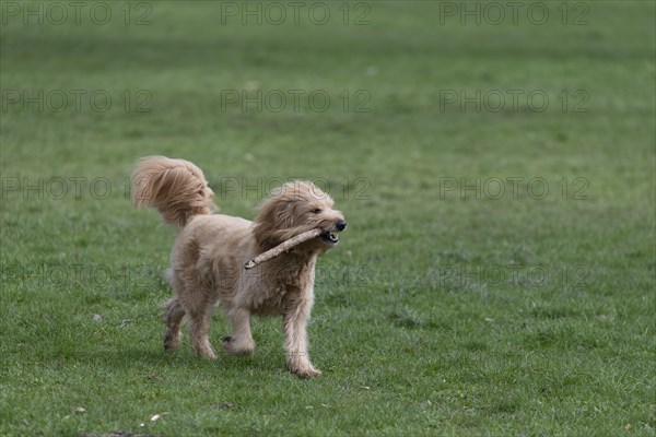 Mini Goldendoodle bites into stick