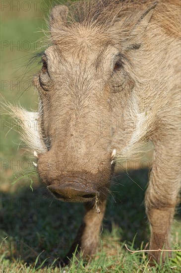 Common warthog