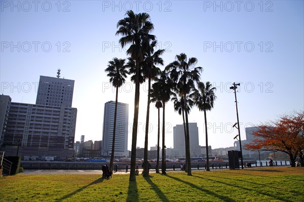 Palm trees at Unga Park in Minato Mirai 21 Yokohama Japan Asia