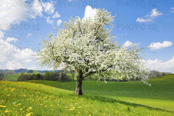 Solitary flowering pear tree in spring on the Hirzel