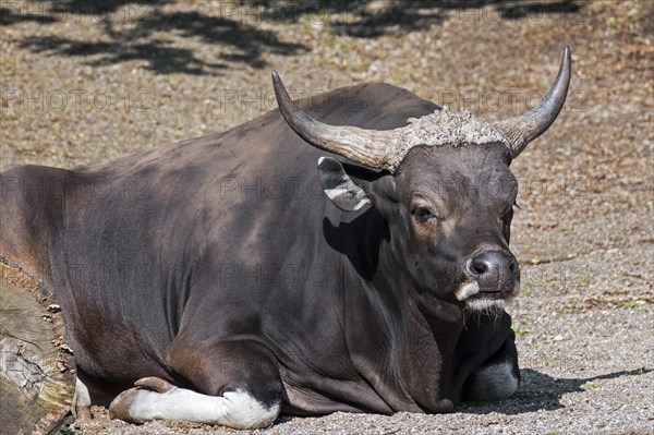 Banteng