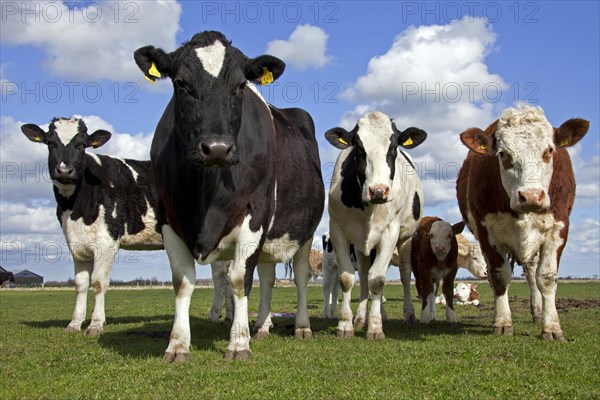 Herd of black and white cows