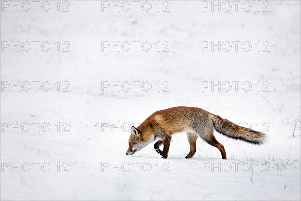 Hunting Red fox