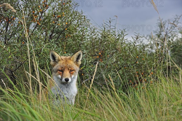 Red fox