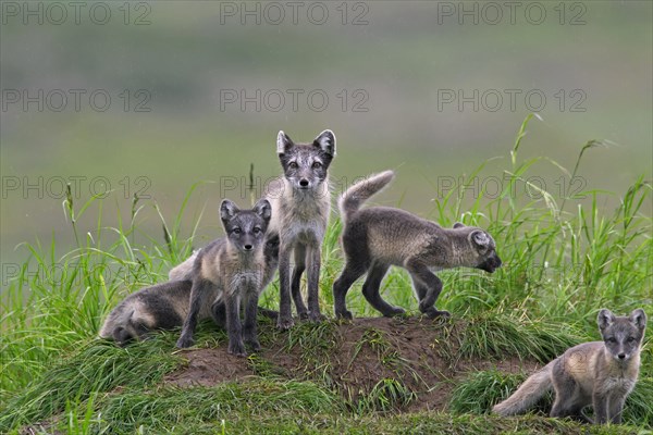 Arctic fox